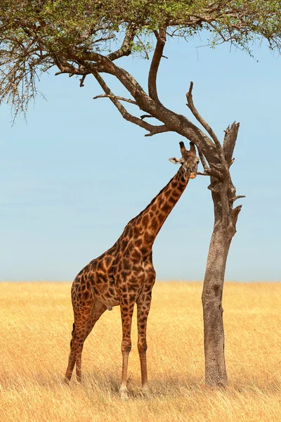 Jirafa en Masai Mara — Foto de Stock