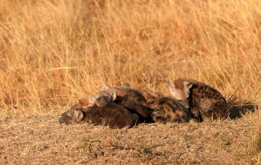 Benekli sırtlan, Masai Mara