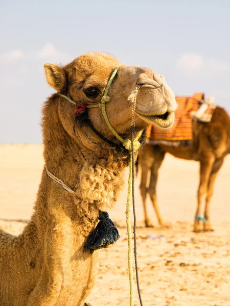 Kamelen in zandwoestijn — Stockfoto