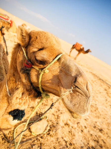 Верблюды в песчаной пустыне — стоковое фото