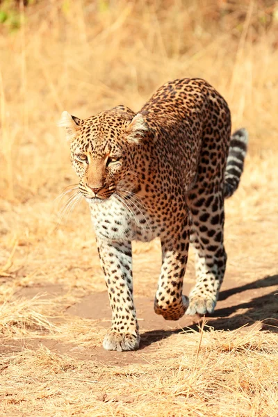 Жіночий леопард в Масаї Мара — стокове фото