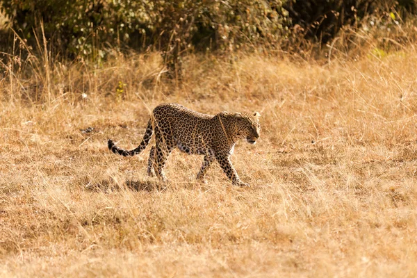 Leopardo femenino en Masai Mara — Foto de Stock