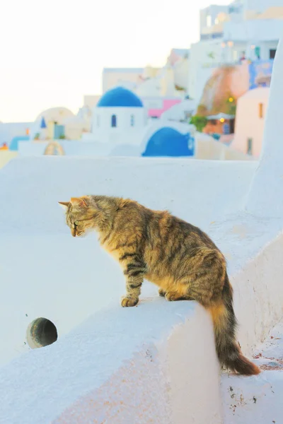 Cat in Oia, Santorini — Stock Photo, Image