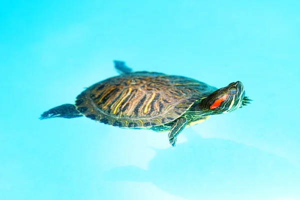 Tartaruga nadadora na água — Fotografia de Stock