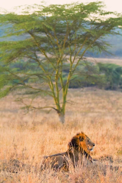 Male lion in Amboseli — Stock Photo, Image