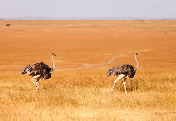 Avestruces hembras, Parque Amboseli, Kenia — Foto de Stock