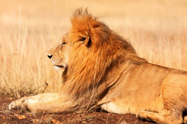 Male lion in Masai Mara clipart
