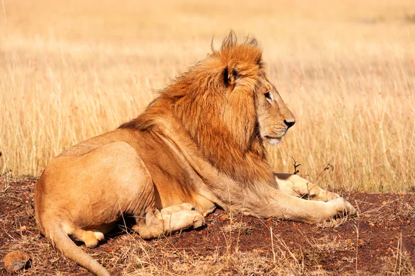 Mannetjes leeuw in Masai Mara — Stockfoto