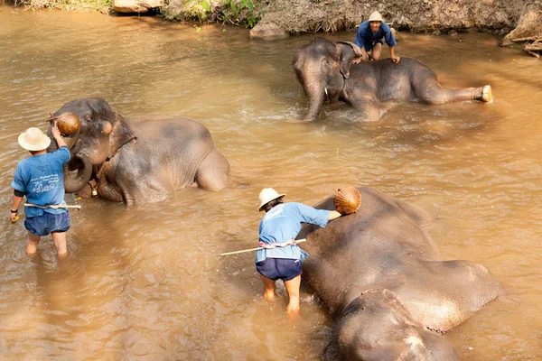 在杜茎山大象营地，泰国大象 — 图库照片