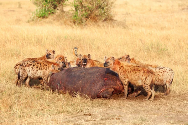 Hyena's eten prooi — Stockfoto