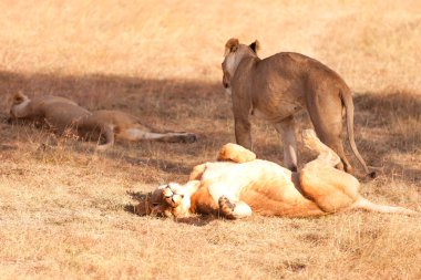 Masai Mara lionesses