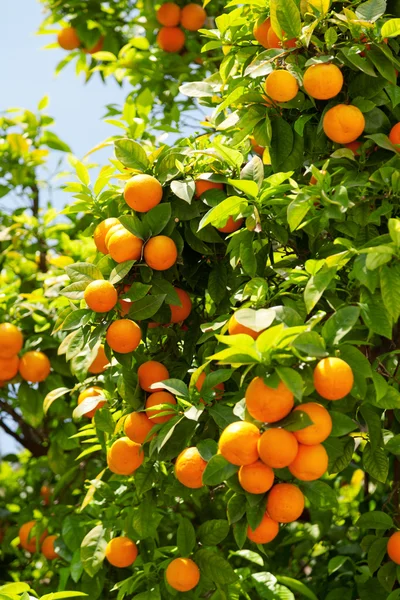 Orange tree with fruits — Stock Photo, Image