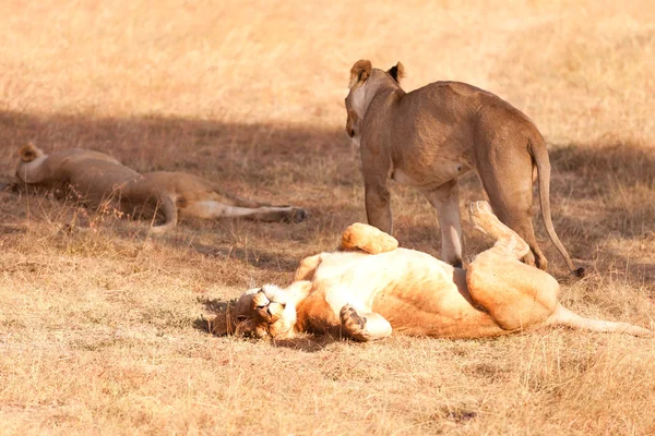 Lionesses in Masai Mara — Stockfoto