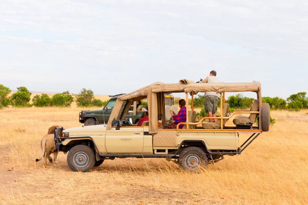 Safari з левами, Африка — стокове фото