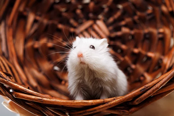 Weiße Maus im Korb — Stockfoto