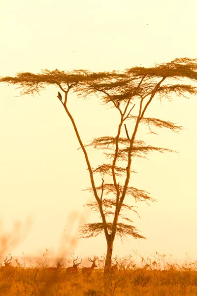 Дерева акації, Кенія — стокове фото