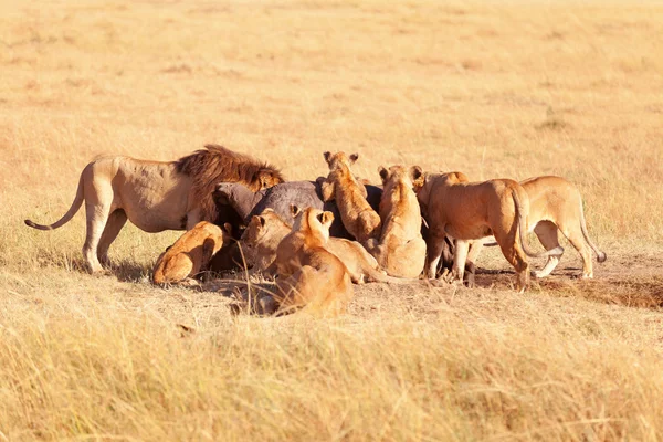 Pride of lions eating — Stock Photo, Image