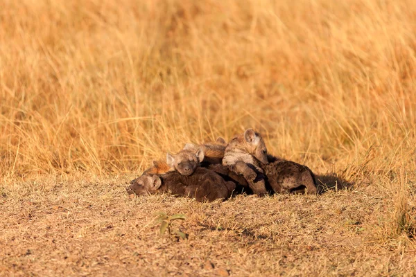 Plettede hyæner, Masai Mara - Stock-foto