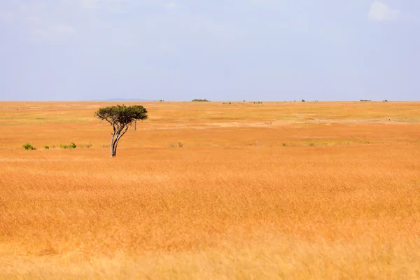 Sawanna, Masai Mara — Zdjęcie stockowe