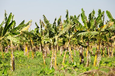 Muz bitkileri, Myanmar
