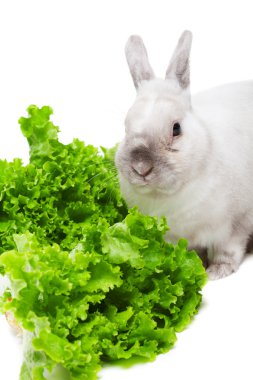 Beyaz tavşan yeşil salata yemek