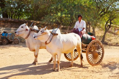 Birman boğa sepeti, Bagan, Myanmar