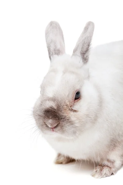 Lapin blanc isolé sur blanc — Photo