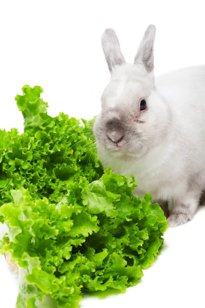 Weißes Kaninchen isst grünen Salat — Stockfoto