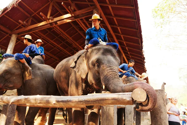 Maesa olifant kamp, Thailand — Stockfoto