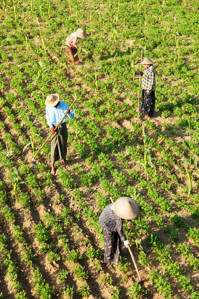 Four burmese people gardening — Stock Photo, Image