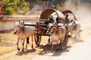 Mingun, Myanmar öküz arabaları