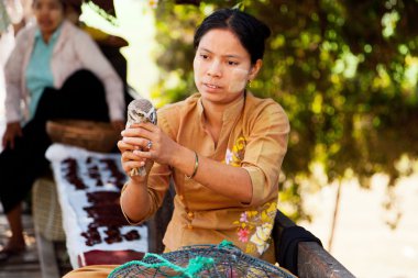 Şanslı baykuşlar, Myanmar
