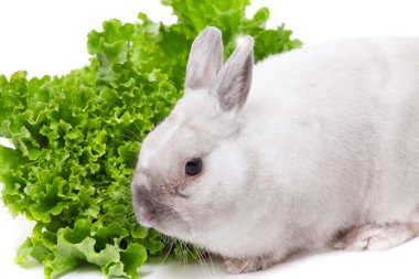 Beyaz tavşan yeşil salata yemek