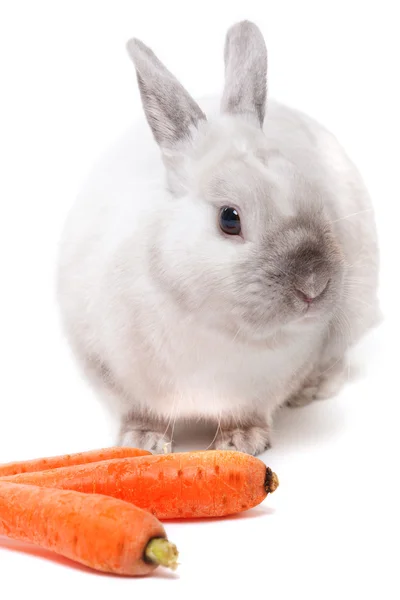 Белый кролик с морковью — стоковое фото