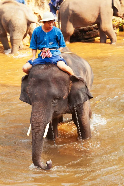 Elefantes en Maesa Campamento de Elefantes — Foto de Stock