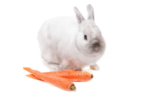 Coniglio bianco con carote — Foto Stock