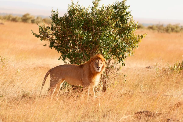 Leão macho em Masai Mara — Fotografia de Stock