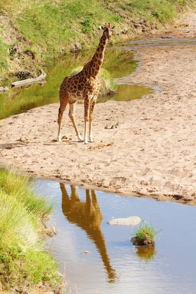 Jirafa en Masai Mara — Foto de Stock