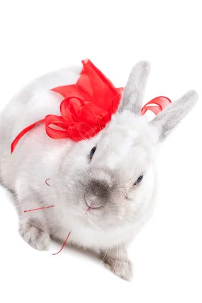 White rabbit with ribbon Stock Photo by ©ivanmateev 62446495