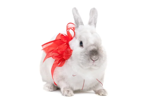 Weißes Kaninchen mit Schleife — Stockfoto