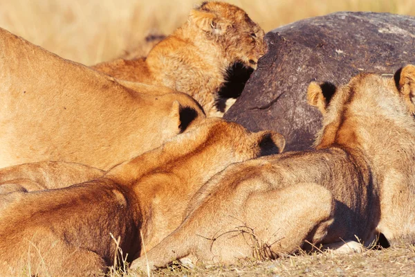 Orgullo de leones comiendo rezar — Foto de Stock