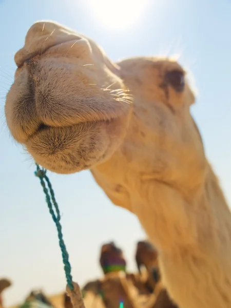 Kameel in woestijn close-up — Stockfoto