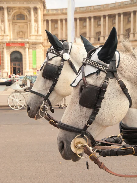 Paarden in Wenen worden gebruikt voor entertainment Stockfoto