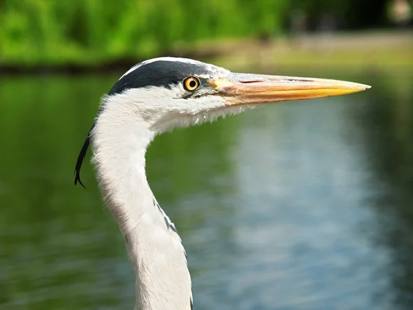 Great Egret outdoor — Stock Photo, Image