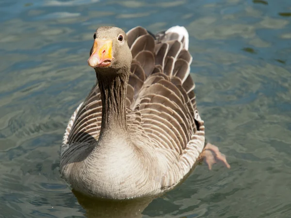 Goose floats in water. — Stock Photo, Image