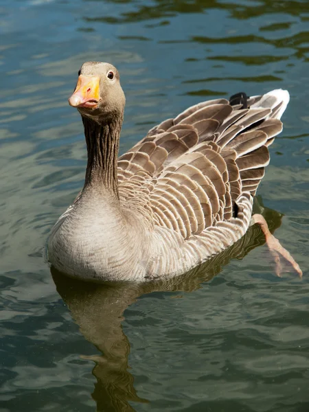 Goose floats in water. — Stock Photo, Image