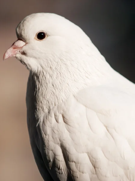 Weiße Taube aus nächster Nähe — Stockfoto