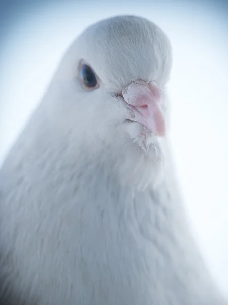 White dove close up — Stock Photo, Image