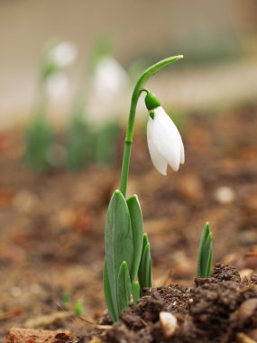 Küçük küme önünde tek kardelen