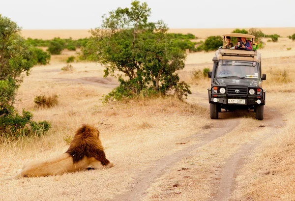 Aslan, Afrika Safari